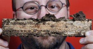 scharf-termites