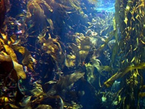 kelp-forest