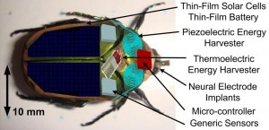 insect-cyborgs