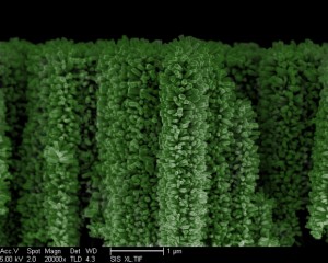 nanoforest_tint
