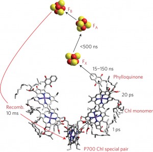 電子伝達系の反応中心における電子の伝達時間と再結合時間 (Daniel Gerster et al., Nature Nanotechnology (2012) doi:10.1038/nnano.2012.165)