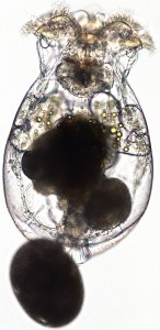 メスのワムシ(Source: Georgia Institute of Technology)