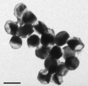 硫黄の「黄身」と多孔質二酸化チタンの「殻」から構成されるタマゴ型正極粒子。スケールバーは2μm (Zhi Wei Seh et al., Nature Communications (2013) doi:10.1038/ncomms2327)