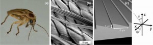 図1 (a)今回の研究のモデルとなったパナパ産ホタル。(b)ホタルの発光器官上にみられるクチクラ構造のSEM像。(c)光伝播のシミュレーションに使用されたモデル。突起周期10μm、突起高さ3μm (Annick Bay et al., Energy Express (2013) doi: 10.1364/OE.21.00A179)
