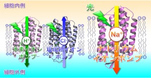 細菌など微生物が持つ光でイオンを輸送するタンパク質。これまで知られていた水素イオン(左)や塩化物イオン(中央)を輸送するロドプシンと今回新たに発見された光でナトリウムイオンを輸送するロドプシン(右) (出所:名古屋工業大学)