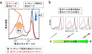(a)カーボンナノチューブ固有の近赤外発光スペクトル(黒線)と、量子ドット導入後の発光スペクトル(赤線)の比較。量子ドットの導入により、固有の発光ピークが減少するとともに、左側に大きな発光ピークが現れている。(b)量子ドットの数を増やしていったときの、発光スペクトルの変化。量子ドットの数が多い(右側)ほど、固有の発光ピーク強度が大きく減少し、量子ドットからの発光ピーク強度が大きくなっている (出所:京都大学)