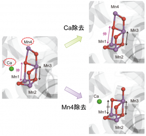 図3 金属イオン除去によるMn<sub>4</sub>CaO<sub>5</sub>構造の変化(Ca:緑、Mn:紫、O:赤)。Caを除去してもMn1と隣接するOとの結合距離は伸びたままだが、「歪んだ椅子」の「背もたれ」部位に存在するMn4を除去すると一般的な結合の長さに戻り、構造の歪みは解消する (出所:大阪大学)