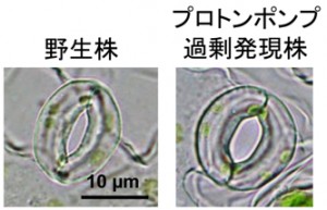 図1 野生株とプロトンポンプ過剰発現株の光照射後の気孔開度の比較 (出所:名古屋大学)