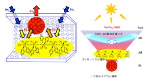 (左)今回開発した光捕集・集約システム: 多くの有機基(ビフェリル)が導入された壁で構成された多孔質材料に、直鎖状の5核レニウム錯体の中心にルテニウム錯体が結合した分子が固定されている。(右)400個を越える有機分子が吸収した光エネルギーを、まず5つのレニウム錯体が集め、最終的に一つのルテニウム錯体に集約する (出所:東京工業大学)